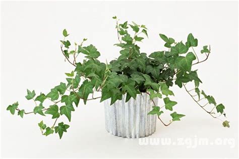 夢見盆栽植物|夢見盆栽是什麼意思